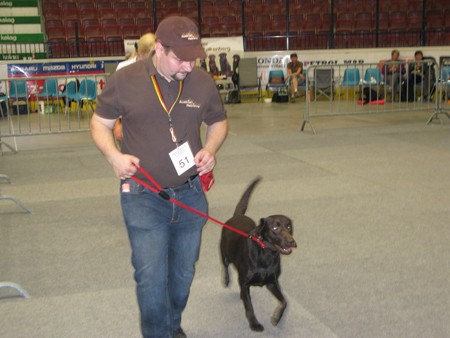 Austrian Retriever bei der Hundeaustellug IMG_7278