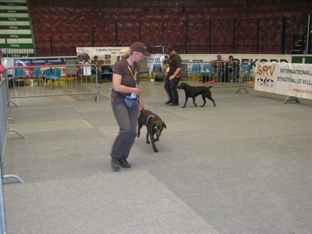 Austrian Retriever bei der Hundeaustellug IMG_7279