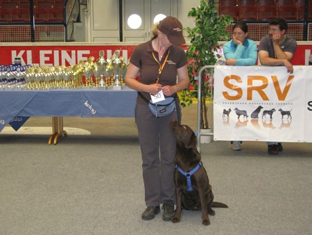 Austrian Retriever bei der Hundeaustellug IMG_7280