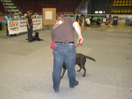 Austrian Retriever bei der Hundeaustellug IMG_7285