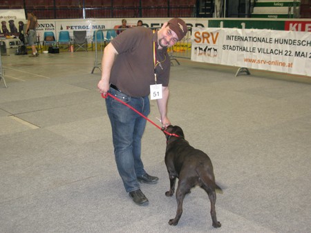 Austrian Retriever bei der Hundeaustellug IMG_7286