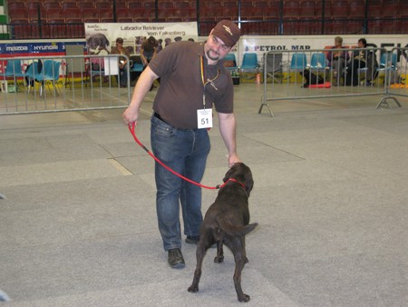 Austrian Retriever bei der Hundeaustellug IMG_7287