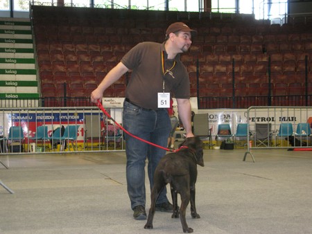 Austrian Retriever bei der Hundeaustellug IMG_7288