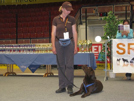 Austrian Retriever bei der Hundeaustellug IMG_7289