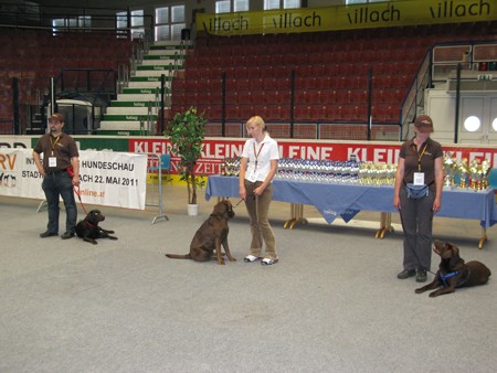 Austrian Retriever bei der Hundeaustellug IMG_7293