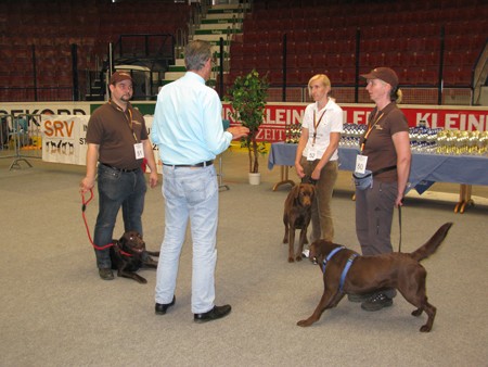 Austrian Retriever bei der Hundeaustellug IMG_7294