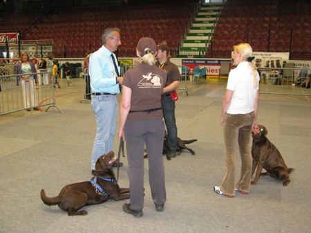 Austrian Retriever bei der Hundeaustellug IMG_7295