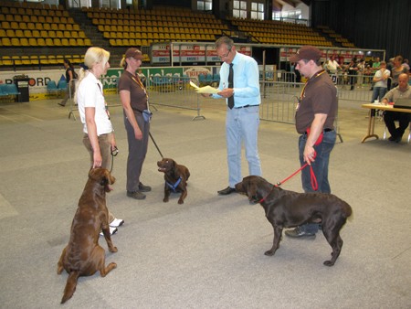 Austrian Retriever bei der Hundeaustellug IMG_7296