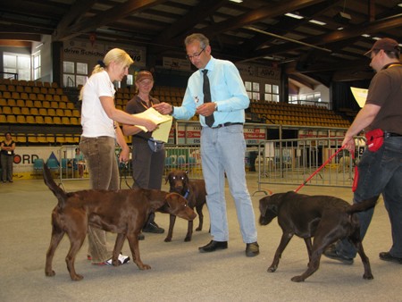 Austrian Retriever bei der Hundeaustellug IMG_7298