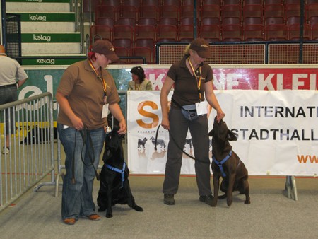 Austrian Retriever bei der Hundeaustellug IMG_7300