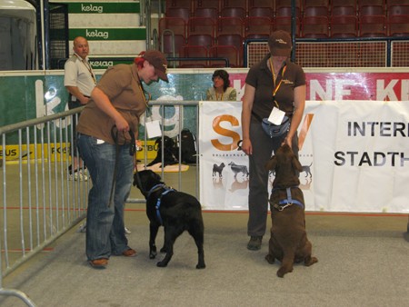 Austrian Retriever bei der Hundeaustellug IMG_7302