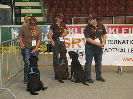 Austrian Retriever bei der Hundeaustellug IMG_7303