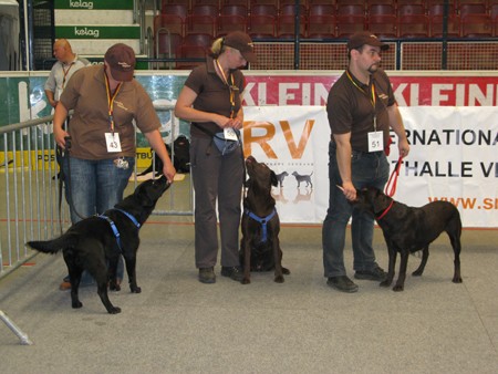 Austrian Retriever bei der Hundeaustellug IMG_7306