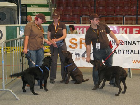 Austrian Retriever bei der Hundeaustellug IMG_7307