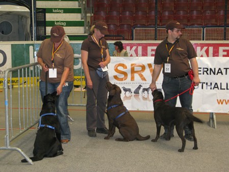 Austrian Retriever bei der Hundeaustellug IMG_7310