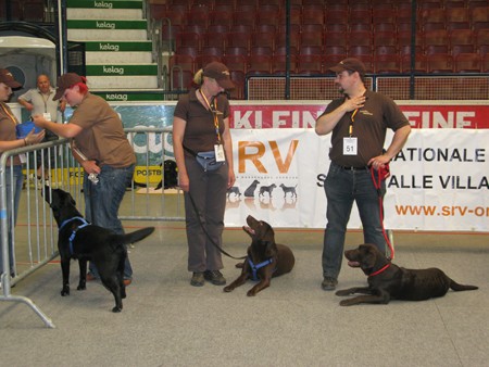 Austrian Retriever bei der Hundeaustellug IMG_7311