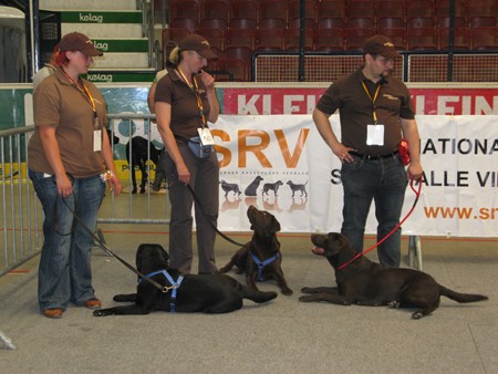 Austrian Retriever bei der Hundeaustellug IMG_7312