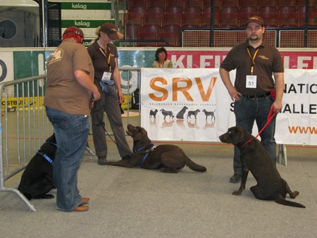 Austrian Retriever bei der Hundeaustellug IMG_7313