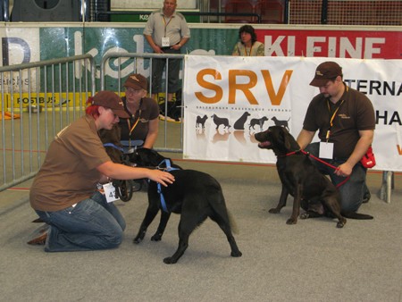 Austrian Retriever bei der Hundeaustellug IMG_7315