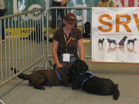 Austrian Retriever bei der Hundeaustellug IMG_7317