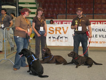 Austrian Retriever bei der Hundeaustellug IMG_7321