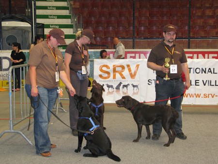 Austrian Retriever bei der Hundeaustellug IMG_7322