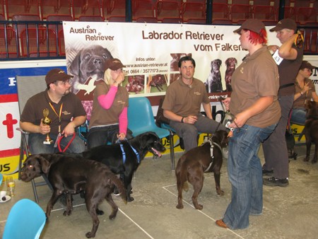 Austrian Retriever bei der Hundeaustellug IMG_7326