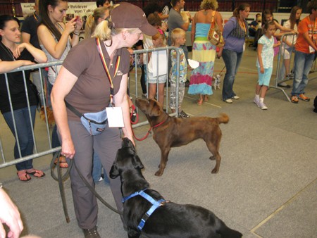 Austrian Retriever bei der Hundeaustellug IMG_7328