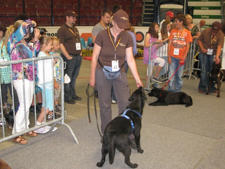 Austrian Retriever bei der Hundeaustellug IMG_7331