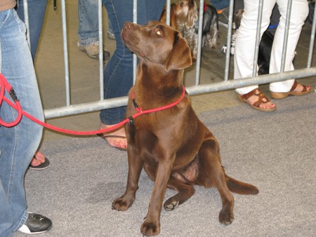 Austrian Retriever bei der Hundeaustellug IMG_7332