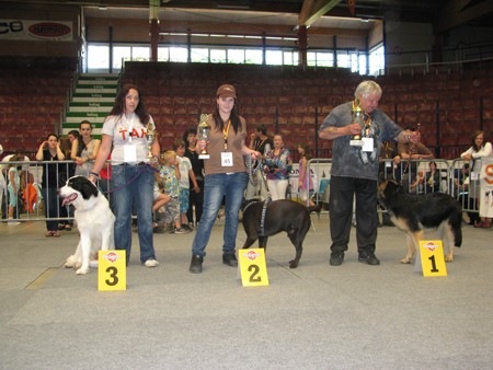 Austrian Retriever bei der Hundeaustellug IMG_7342