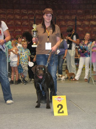 Austrian Retriever bei der Hundeaustellug IMG_7344