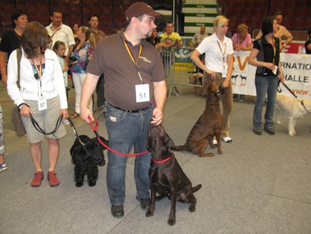 Austrian Retriever bei der Hundeaustellug IMG_7347