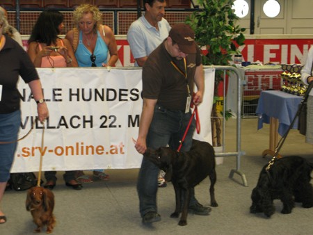 Austrian Retriever bei der Hundeaustellug IMG_7348