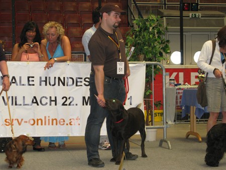 Austrian Retriever bei der Hundeaustellug IMG_7349