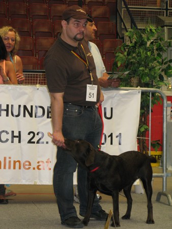 Austrian Retriever bei der Hundeaustellug IMG_7350