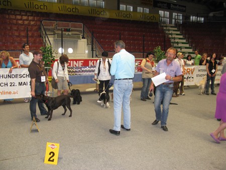 Austrian Retriever bei der Hundeaustellug IMG_7354