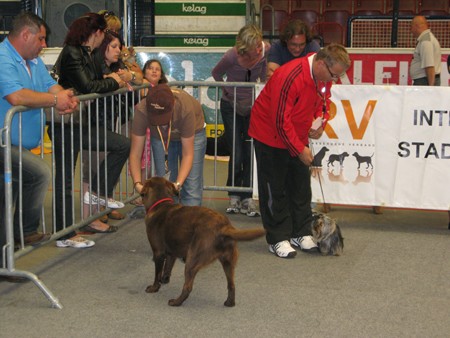 Austrian Retriever bei der Hundeaustellug IMG_7356