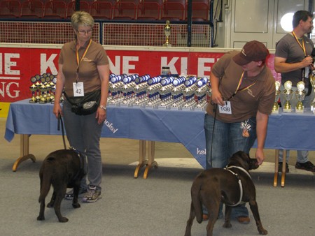 Austrian Retriever bei der Hundeaustellug IMG_7357