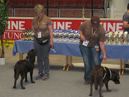 Austrian Retriever bei der Hundeaustellug IMG_7358
