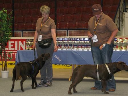 Austrian Retriever bei der Hundeaustellug IMG_7359