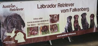 Austrian Retriever IMG_8103