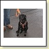 Austrian Retriever bei der Hundeaustellung IMG_806