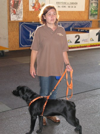 Austrian Retriever bei der Hundeaustellung IMG_807