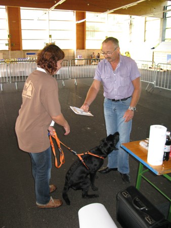 Austrian Retriever bei der Hundeaustellung IMG_813