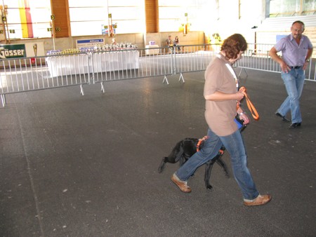 Austrian Retriever bei der Hundeaustellung IMG_815