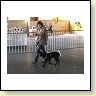 Austrian Retriever bei der Hundeaustellung IMG_817