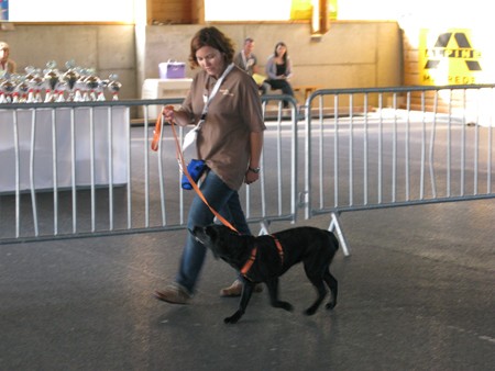 Austrian Retriever bei der Hundeaustellung IMG_817