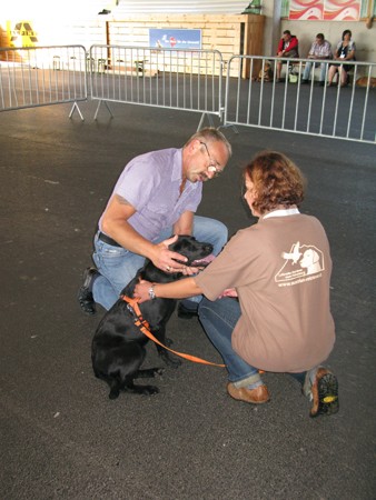 Austrian Retriever bei der Hundeaustellung IMG_818
