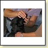 Austrian Retriever bei der Hundeaustellung IMG_820
